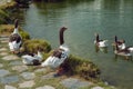 White goose swim in the pond on a summer day Royalty Free Stock Photo