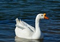 White Goose Swimming in a Keene Pond