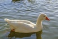 White Goose Swimming at Lake Royalty Free Stock Photo