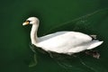 White goose swimming in a lake Royalty Free Stock Photo