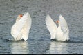 White goose swimming on a lake with its wings outstretched Royalty Free Stock Photo