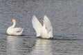 White goose swimming on a lake with its wings outstretched Royalty Free Stock Photo