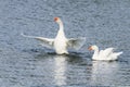 White goose swimming on a lake with its wings outstretched Royalty Free Stock Photo