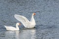 White goose swimming on a lake with its wings outstretched Royalty Free Stock Photo