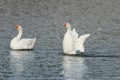 White goose swimming on a lake with its wings outstretched Royalty Free Stock Photo