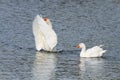 White goose swimming on a lake with its wings outstretched Royalty Free Stock Photo