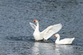 White goose swimming on a lake with its wings outstretched Royalty Free Stock Photo