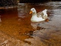 White Goose Swimming in a River - Close Up Royalty Free Stock Photo