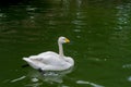 White Goose swimming on water in a transparent lake. Royalty Free Stock Photo