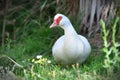 White goose in Travis Wetland Nature Heritage Park in New Zealand Royalty Free Stock Photo