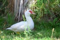 White goose in Travis Wetland Nature Heritage Park in New Zealand Royalty Free Stock Photo