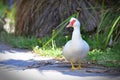 White goose in Travis Wetland Nature Heritage Park in New Zealand Royalty Free Stock Photo