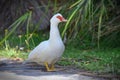 White goose in Travis Wetland Nature Heritage Park in New Zealand Royalty Free Stock Photo