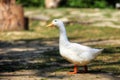 White goose walking on grass at park Royalty Free Stock Photo