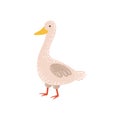 White Goose Walking