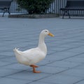 White Goose walking in an urban pedestrian public space