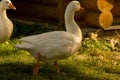 A white goose walks on the green grass