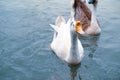 White goose swimming on water pond in the garden Royalty Free Stock Photo