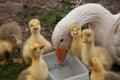 White goose with yellow cubs in the yard.Domestic animal.Outdoor