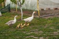 White goose with yellow cubs in the yard.Domestic animal.Outdoor