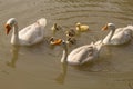 White goose and yellow goslings swimming in a pond, family goose Royalty Free Stock Photo