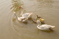 White Goose And Yellow Goslings Swimming