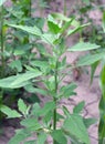 White goosefoot (Chenopodium album) grows in nature Royalty Free Stock Photo
