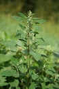 White goosefoot (Chenopodium album) Royalty Free Stock Photo