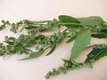 White goosefoot with seeds, Chenopodium album