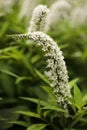 White gooseneck flower