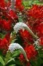 White gooseneck flowers