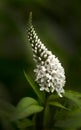 White gooseneck loosestrife flower blooming