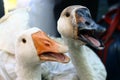 White gooses