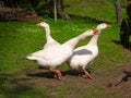 White gooses Royalty Free Stock Photo
