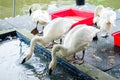 White gooses drinking water on the floor and near pond water. Royalty Free Stock Photo