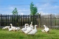 White gooses Royalty Free Stock Photo