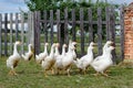 White gooses Royalty Free Stock Photo