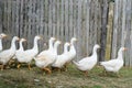 White gooses Royalty Free Stock Photo