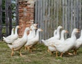 White gooses Royalty Free Stock Photo