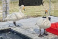 White gooses on the floor and near pond water at Kwan-Riam float