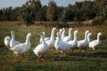 White gooses grazing on the meadow near the forest