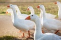 White gooses grazing on the meadow at noon