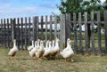 White gooses Royalty Free Stock Photo