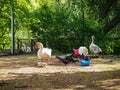 White gooses and pigeons are eating from bowls on the birds yard in the park Royalty Free Stock Photo