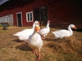 White goose at farm Royalty Free Stock Photo