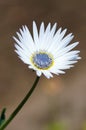 White gousblom, or african daisy (arctotis).