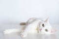 White Graceful cat with yellow eyes and outstretched paws lies on white background. Adorable domestic Outbred Pet