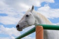 White graceful horse in the corner of paddock on background of cloudy blue summer sky Royalty Free Stock Photo