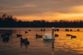 White graceful swan and flock of ducks swim in sunset lake