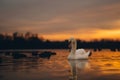 White graceful swan and flock of ducks swim in sunset lakes water